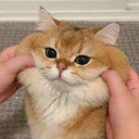 A fluffy orange and white cat with large eyes being held by hands that are squishing its cheeks.