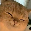 A cat with eyes squinted shut in a smug and satisfied expression.