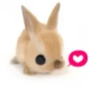 bnuylike