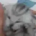 cat_Voices