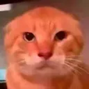neko_killyou