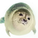 sillyseal