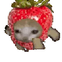 Strawberrycatrun3x
