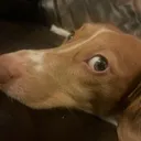 pubby2 pubby2