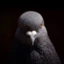 pigon