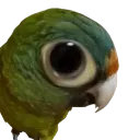 ParrotStare ParrotStare