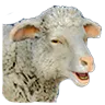 hehe_sheep