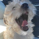 ethereal_whimsy Discord Emoji from Invictus