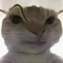 cat_accha_ji_