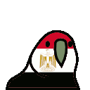 egyptparrot