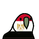 egyptparrot
