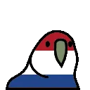 dutchparrot