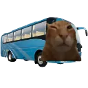 buhbus