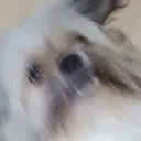RAT