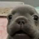 perro_bb Discord emoji