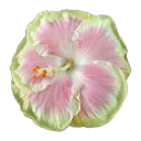 pgnpkhibiscus