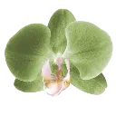 pgnafflower