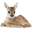 dbrdeer