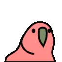 rainbowbird