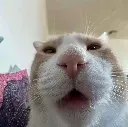 Cat_Staring Cat_Staring
