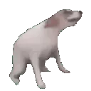 dancingdog