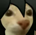 DK_pibekyo