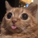 Dumb_Fuck Dumb_Fuck