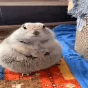 squirrel