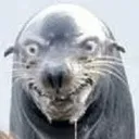 FreckySeal
