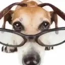 nerddog