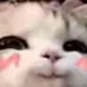 :rizz_cat: