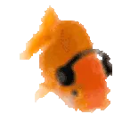 fishgroove