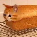 gatoBollo
