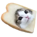 gatoPanecito