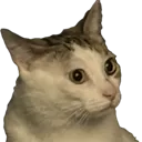 leoshocked