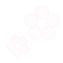 Two white five-petaled flowers with black centers against a black background.