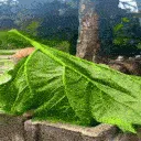 leafcat leafcat
