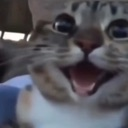 Cat with wide eyes and an open mouth looking intensely amused.