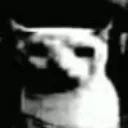 sillystaredespair
