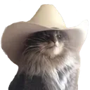 meowdy