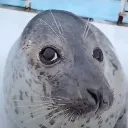 sideyeseal