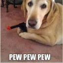 dogwithgun