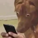 dog_looking_shocked
