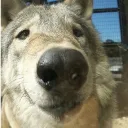Wolp_snout