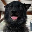 wolp_blep