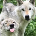 Wolps_Blep