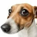 perropreocupado