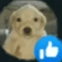 perrolaik