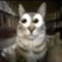 gatolosquesaben