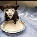 gatotonto